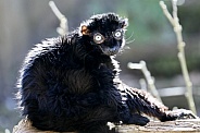 blue eyed black lemur