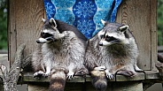 Two Raccoons