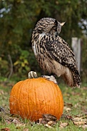Eurasian Eagle Owl