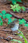 Swainson's Thrush