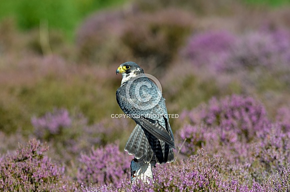 Peregrine Falcon Peregrine Falcon