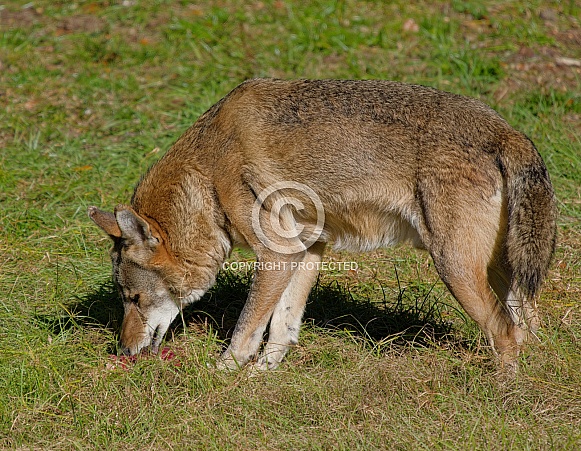 Red wolf