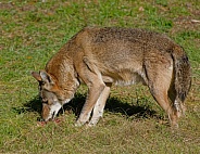 Red wolf