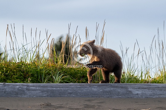Bear cub walking on driftwood at the beach