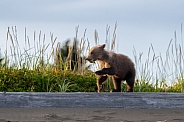 Bear cub walking on driftwood at the beach