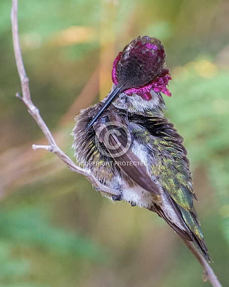 Anna's Hummingbird (Male)