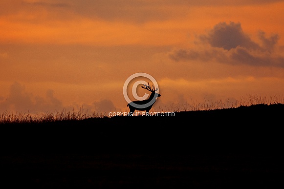 Red Deer Stag