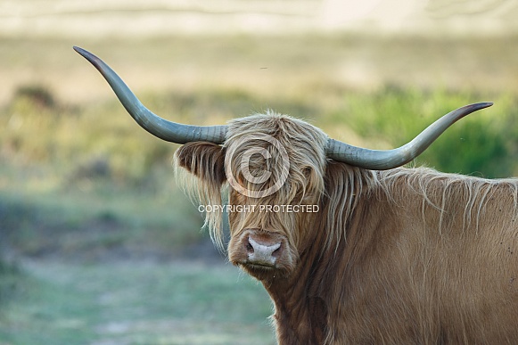 Highland Cattle