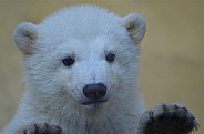 Polar Bear Cub