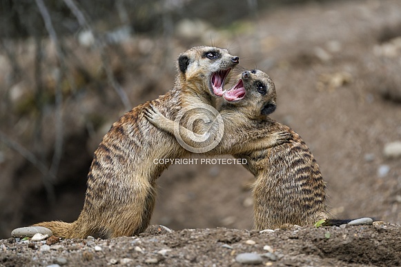 Meerkats fighting
