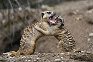 Meerkats fighting