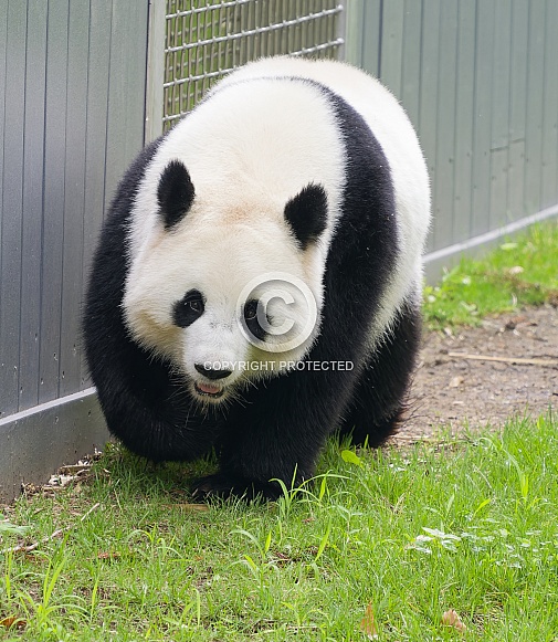 Giant Pandas