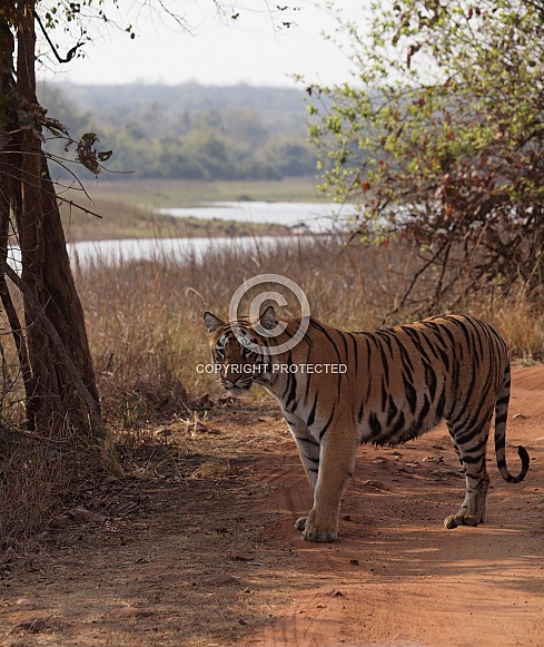 Bengal Tiger Bengal Tiger