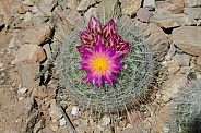 Barrel Cactus Buds and Bloom