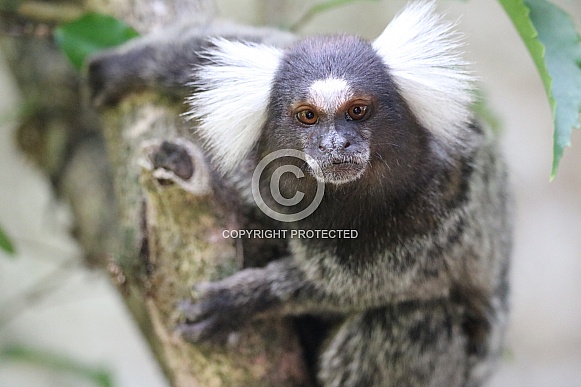 Marmoset