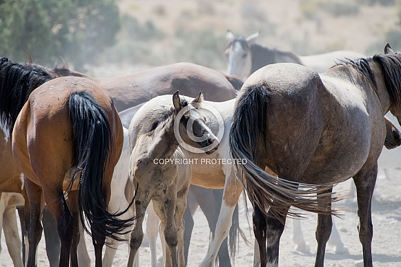 Wild Horses Wild Horses