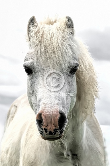 The White Pony