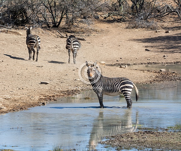 Cape Mountain Zebra Cape Mountain Zebra