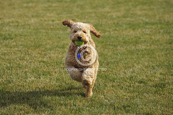 Goldendoodle Dog Goldendoodle Dog