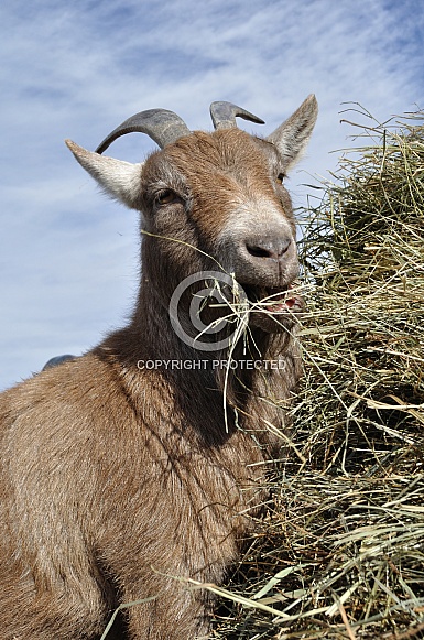 Pygmy Goat Pygmy Goat