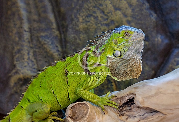 Green Iguana Green Iguana