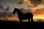 horse silhouette at sunsetkeywords request 11/12