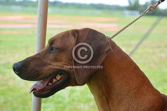 Rhodesian Ridgeback Rhodesian Ridgeback