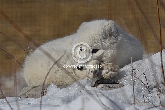 Arctic Fox - winter coat