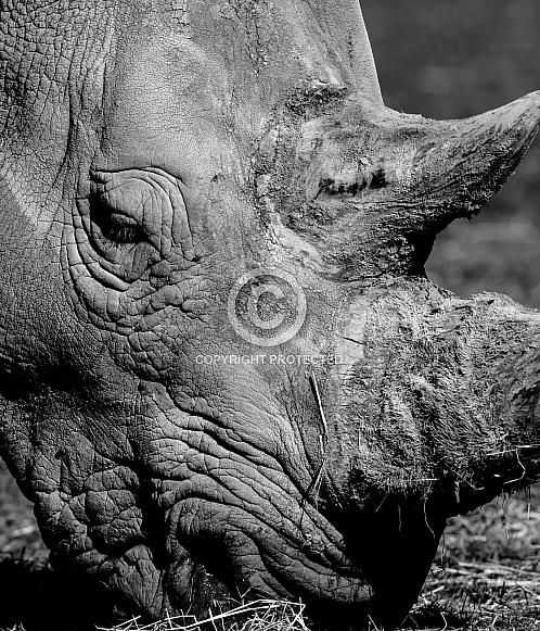 White Rhinoceros