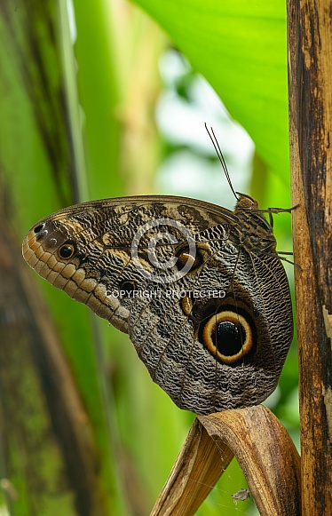 Owl butterfly, caligo spec.