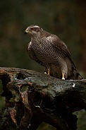 The northern goshawk in a forest