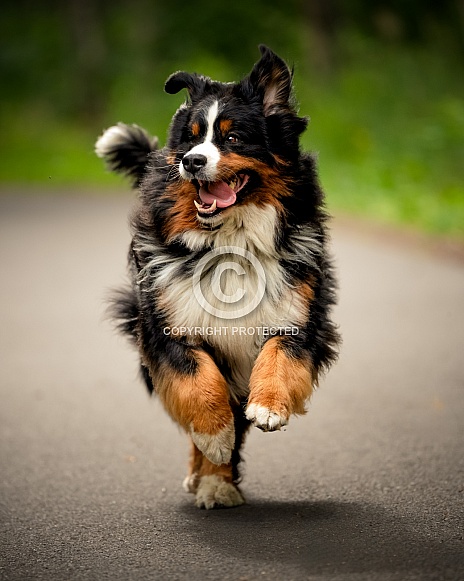 Bernese Mountain Dog running down a path Bernese Mountain Dog running down a path