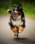 Bernese Mountain Dog running down a path