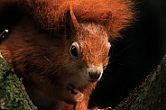 Red Squirrel looking forward