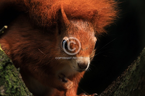 Red Squirrel looking forward Red Squirrel looking forward