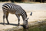  plains zebra
