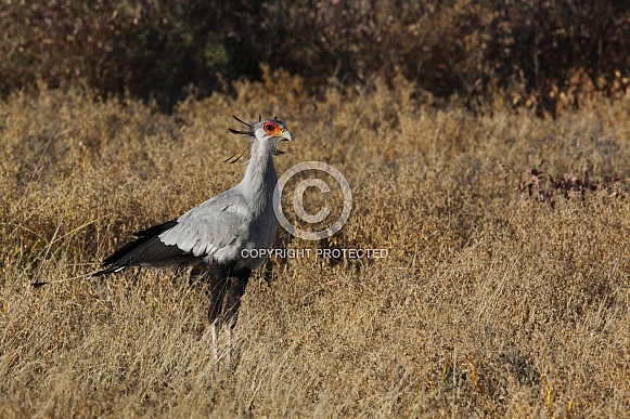 Secretarybird - Namibia