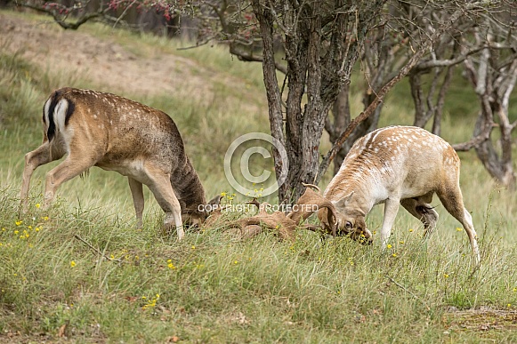 Fallow Deer