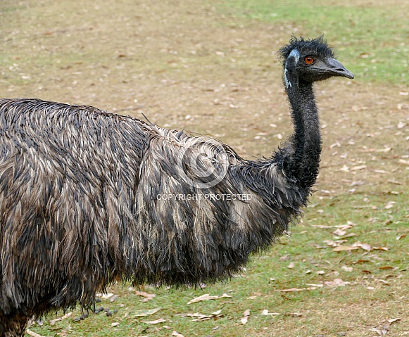 Emu