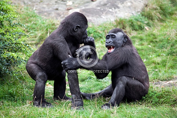 Western lowland gorilla (Gorilla gorilla gorilla) Western lowland gorilla (Gorilla gorilla gorilla)