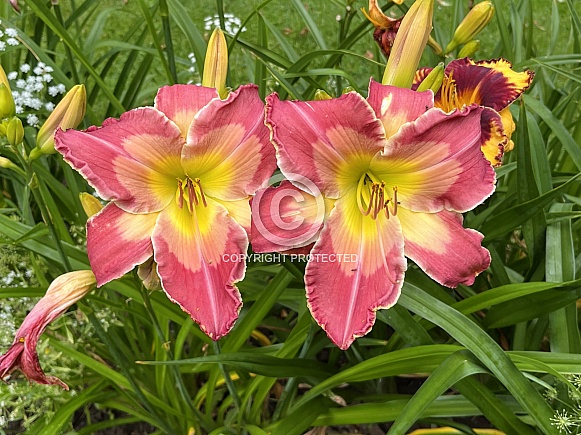 Pair of Daylilies