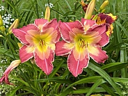 Pair of Daylilies