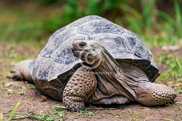 Big tortoise