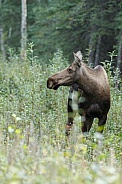 The moose or elk (Alces alces)