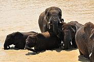 African Elephants bathing
