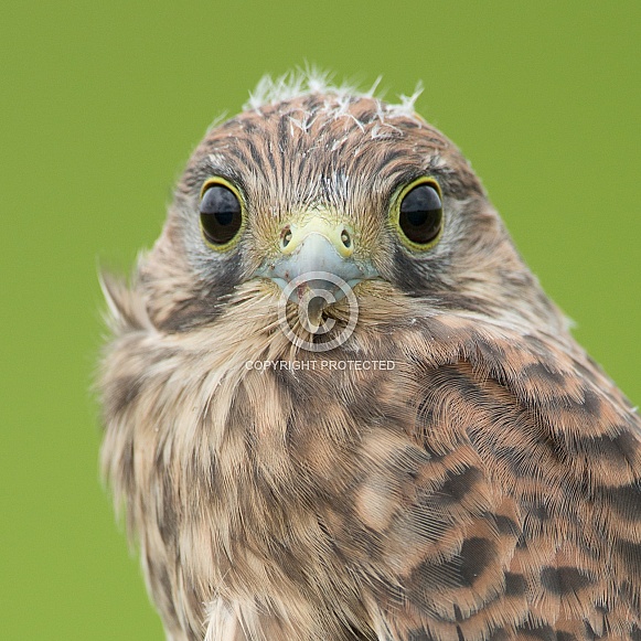 The common Kestrel