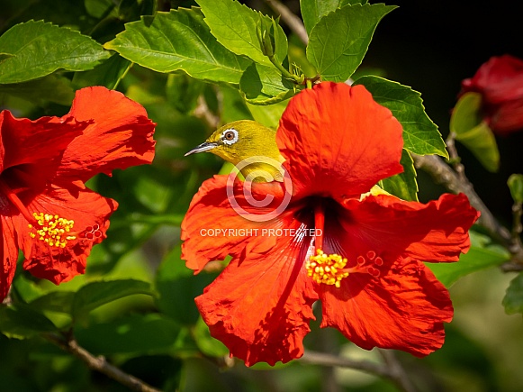 Peaking Warbling White-eye