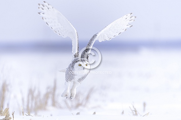 Snowy Owl