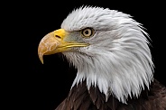 Bald Eagle Side Profile Close Up