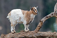 Young Goat on Log